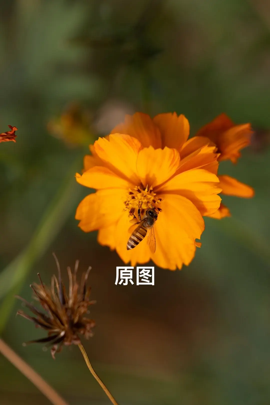 Lightroom永久高级版4.88💰永久使用!