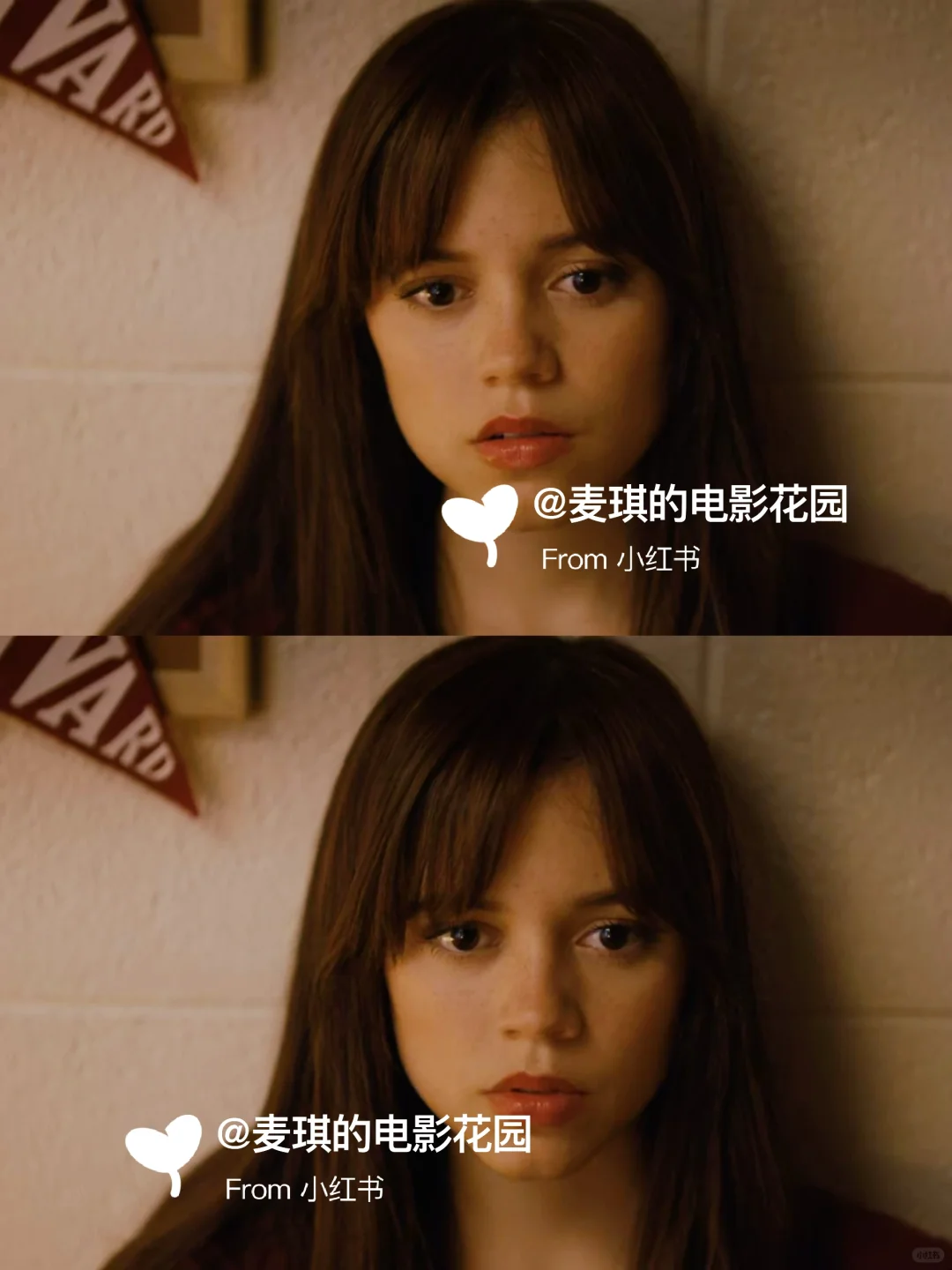 温柔乖小狗谁不爱？生理喜欢被北美拍出来了！