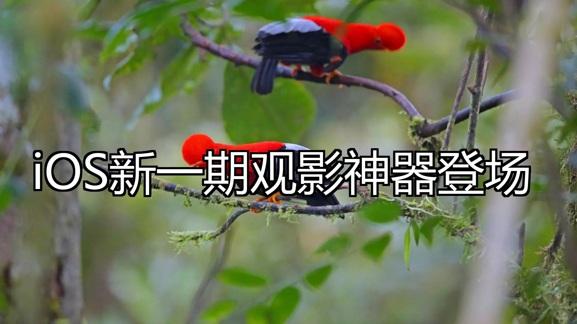 iOS新一期观影神器登场