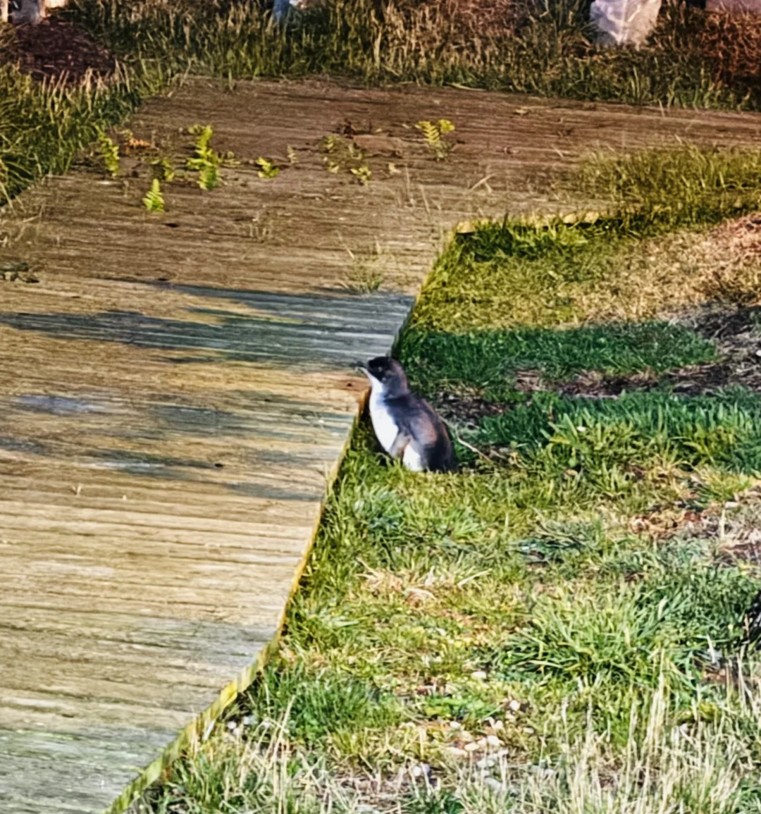 为了小程序的用户我练成了ios开发