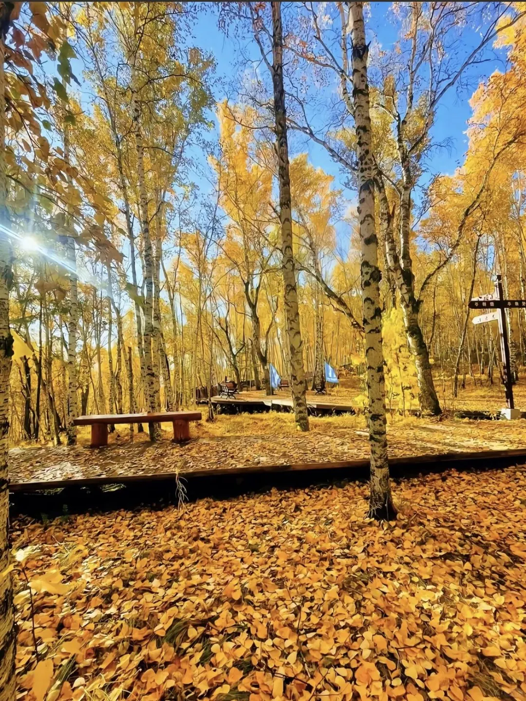 让我看看谁还敢说dazz相机不会用 不好用?