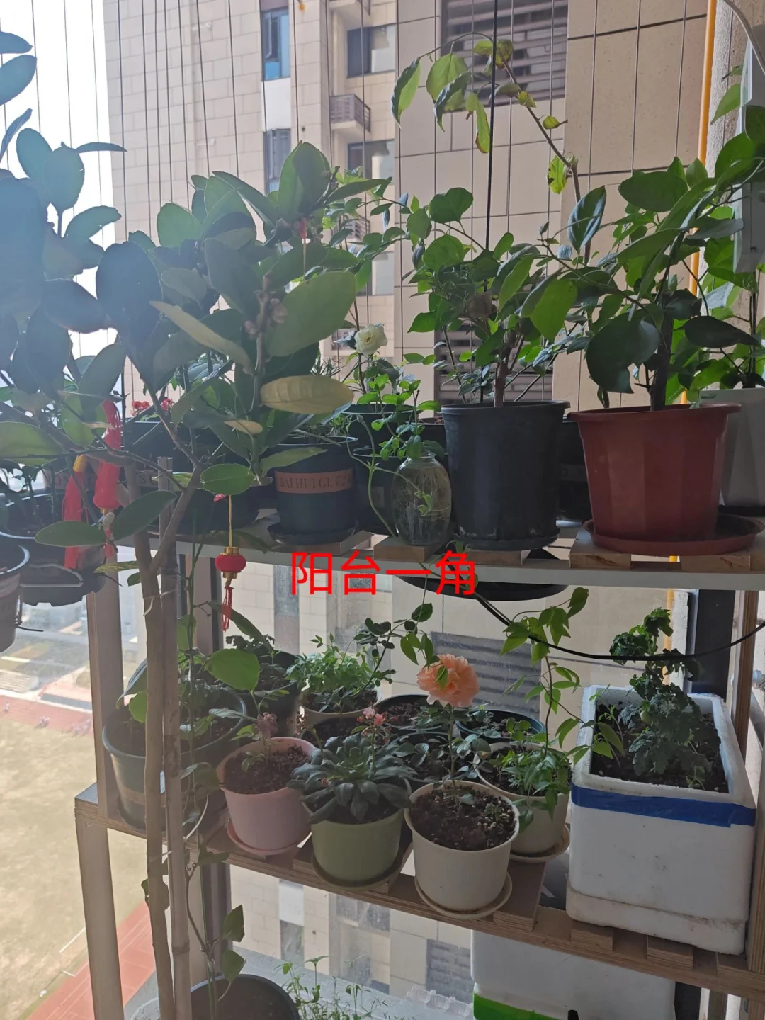 🌱从植物杀手到专门开发植物记录管理App