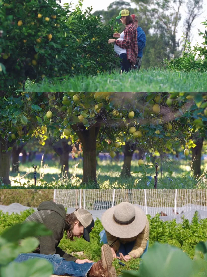 豆瓣9.3，不愧是最治愈的神片，没有之一！