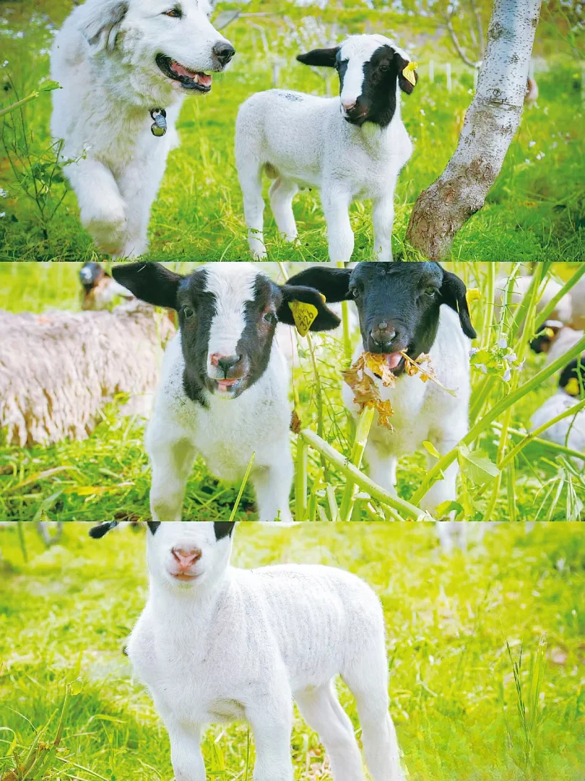 豆瓣9.3，不愧是最治愈的神片，没有之一！