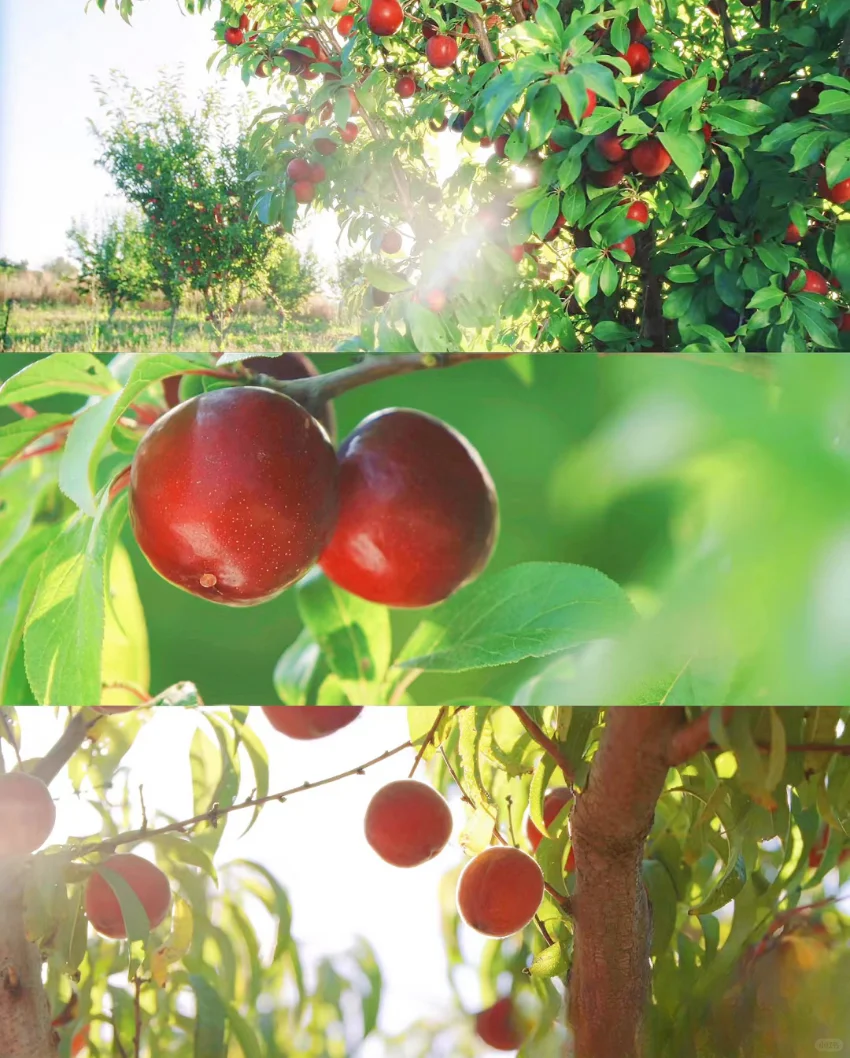 豆瓣9.3，不愧是最治愈的神片，没有之一！