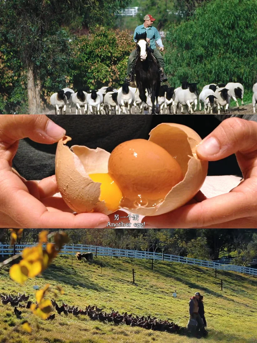 豆瓣9.3，不愧是最治愈的神片，没有之一！