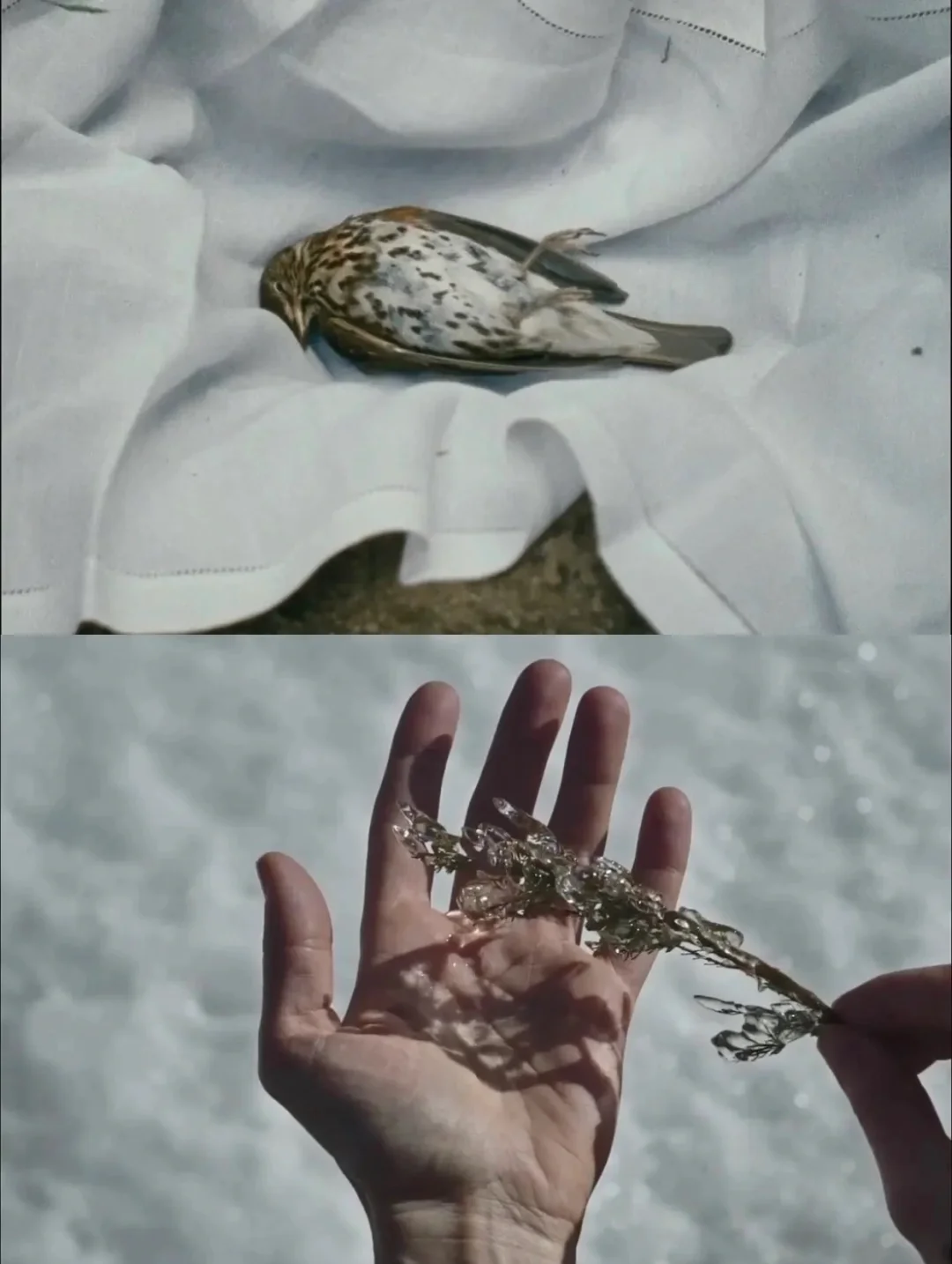 电影美学天花板❗️每一帧都美到失语💘