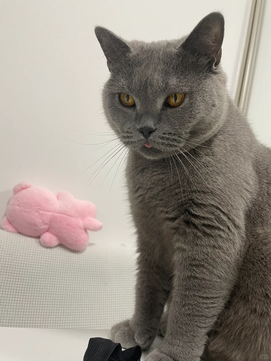 我要成为网红了