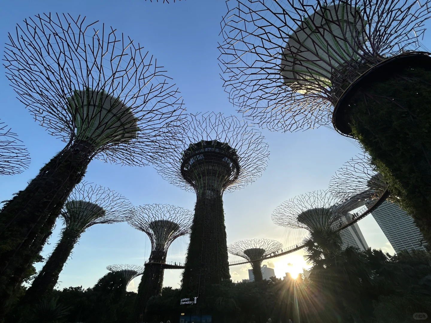 春节去新加坡 没有这些app错失一个亿