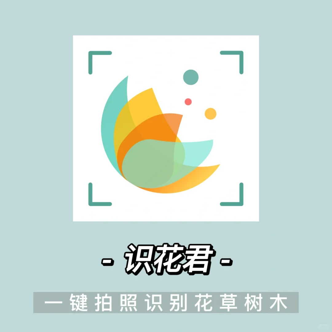 周末出行必备🌸随时随地拍照识花神器