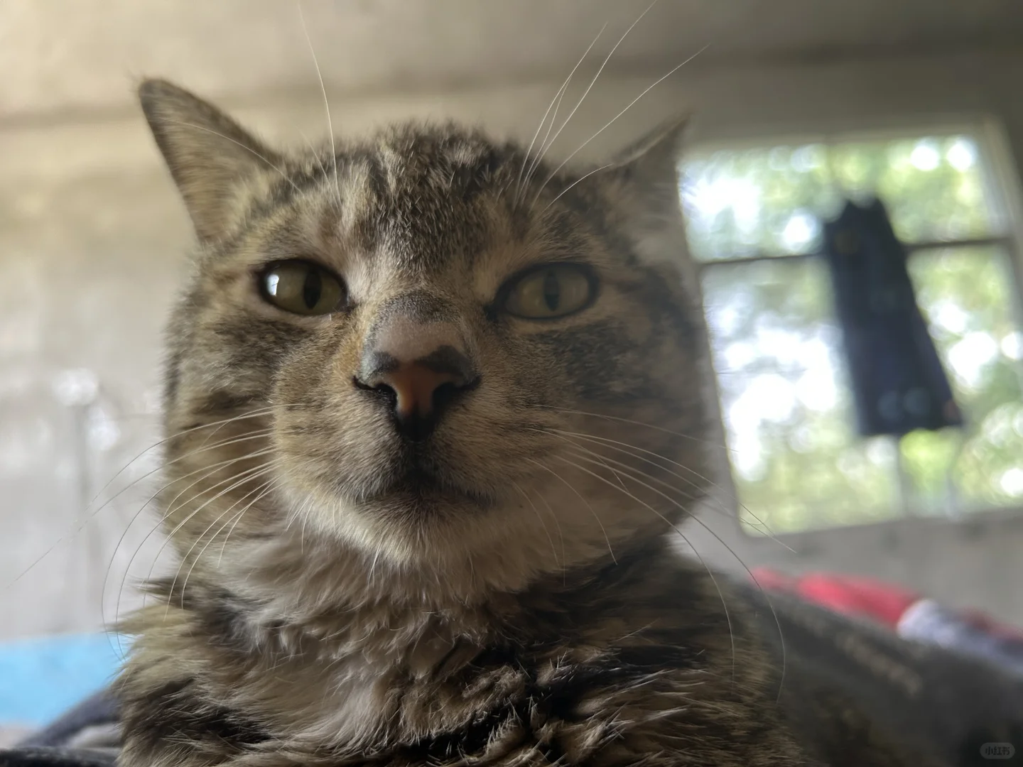 安卓有没有类似于calflow的软件