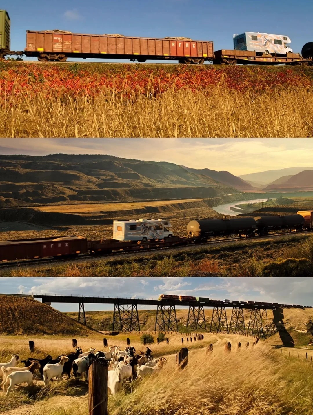 我见过最治愈的电影画面，导演也太会拍了