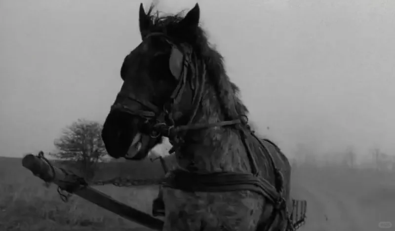 有人断言：这将是五十年内最伟大的电影！🐴