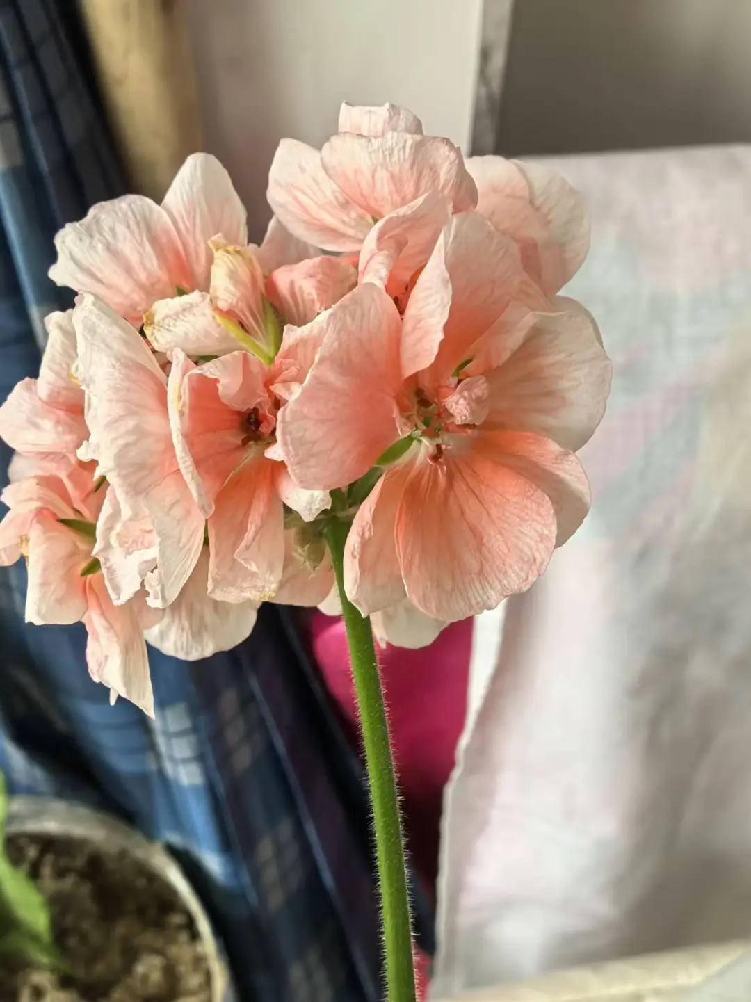 大家的本命电影都是哪部呀