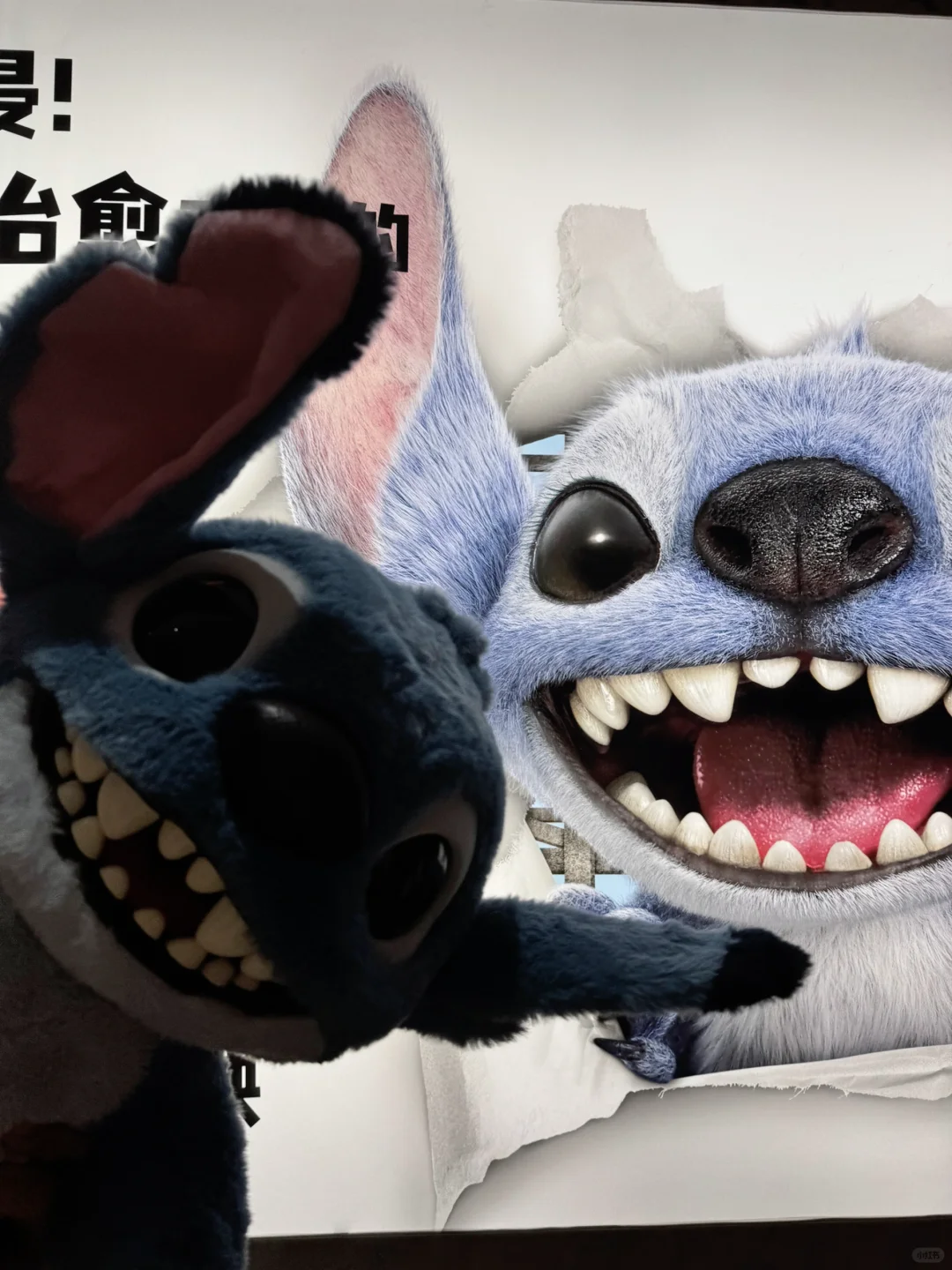 带着我的外星小狗来看史迪仔电影