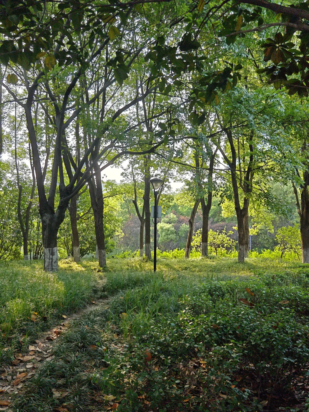 🎧救命终于搞懂QQ音乐/网易云/Apple Musi