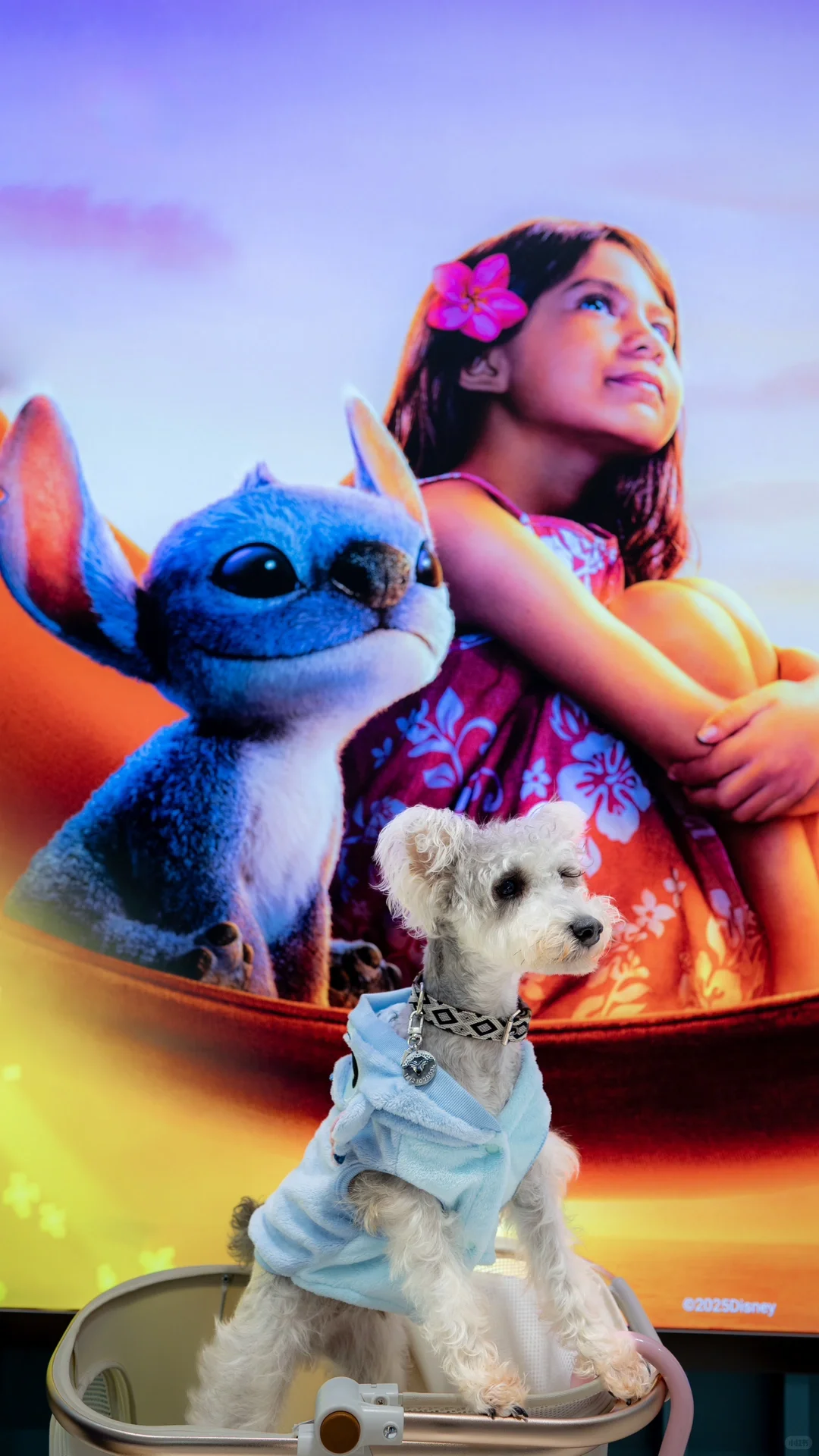 🍿TA们也去看电影啦！蓝色小狗萌翻影院！