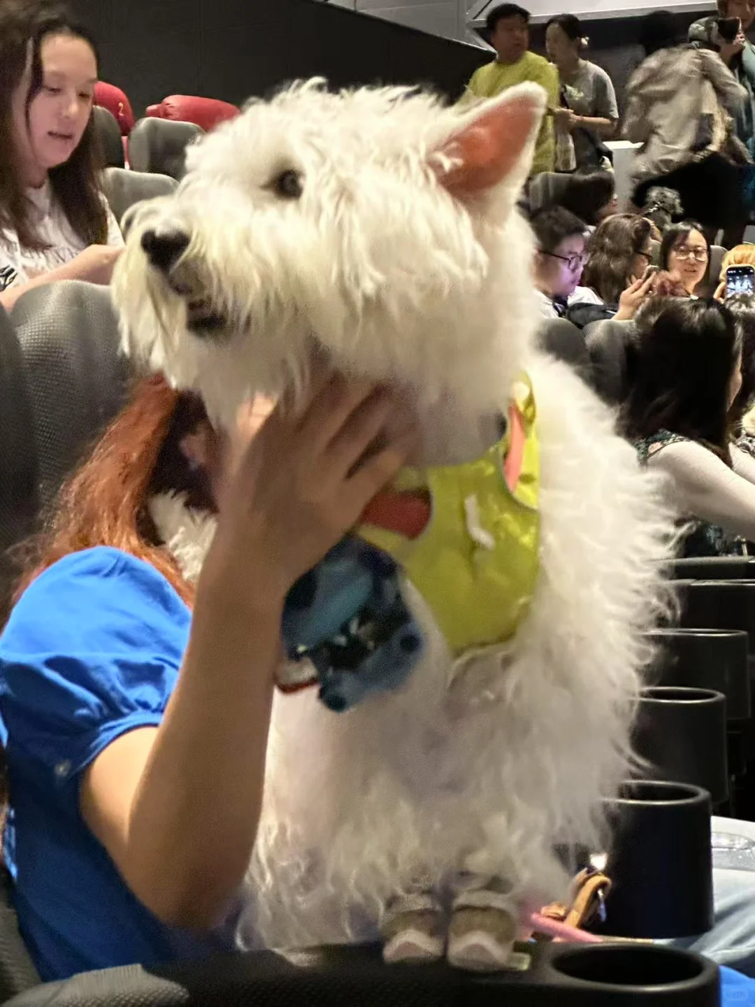 🍿TA们也去看电影啦！蓝色小狗萌翻影院！