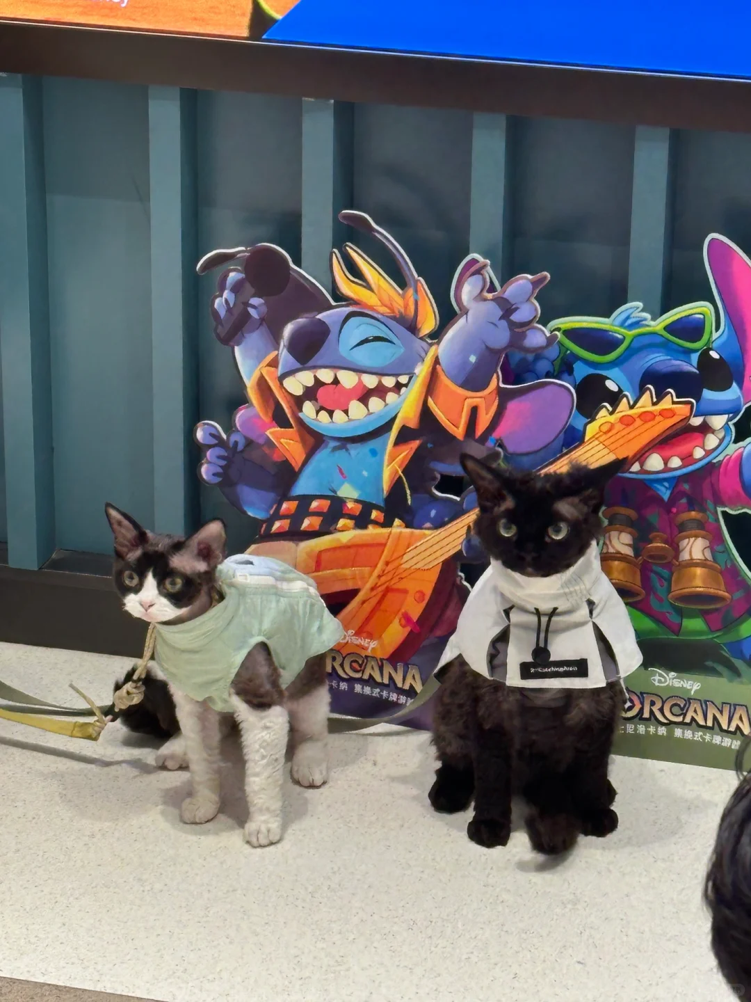 🍿TA们也去看电影啦！蓝色小狗萌翻影院！