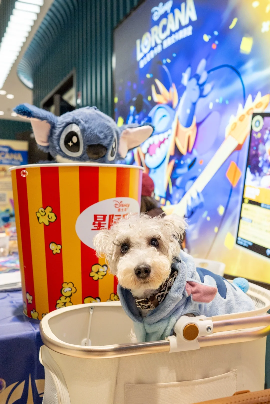 🍿TA们也去看电影啦！蓝色小狗萌翻影院！