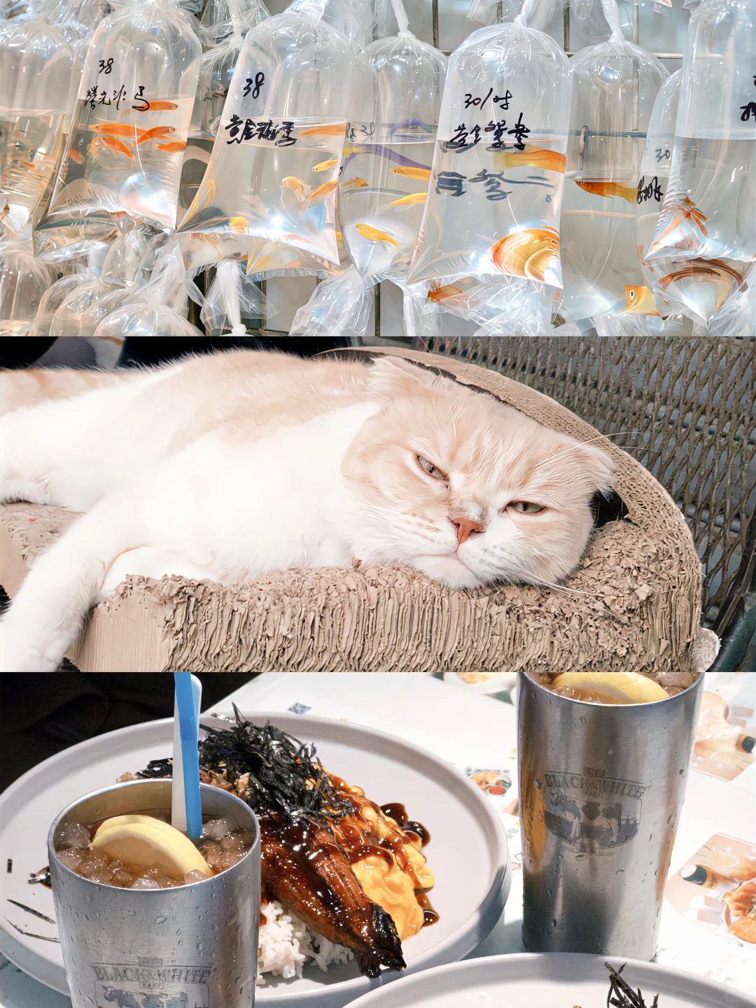 iPhone真的可以很富士....(附教程)