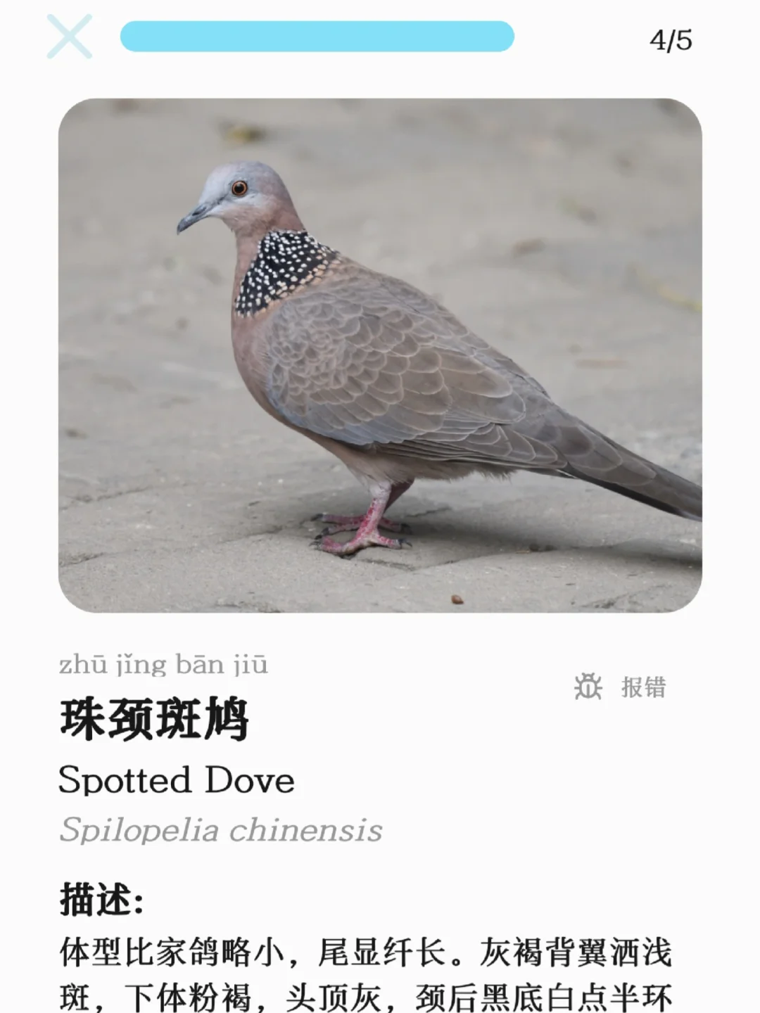 发现了一个很好的识鸟app！