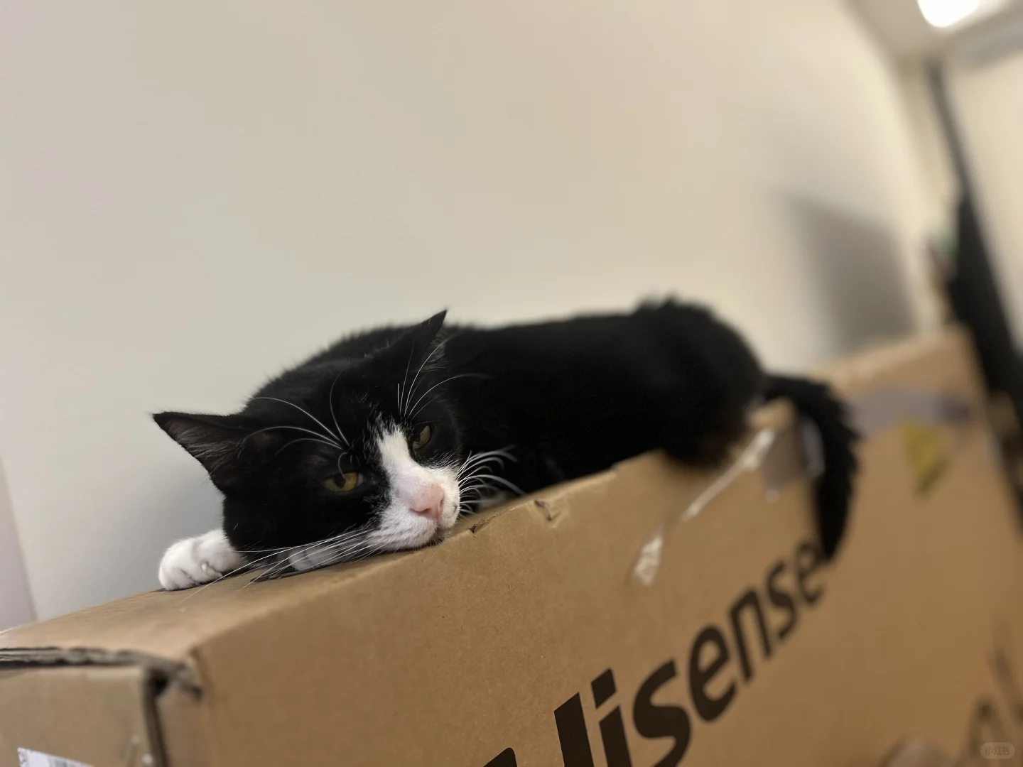 猫好喜欢电视机的包装盒