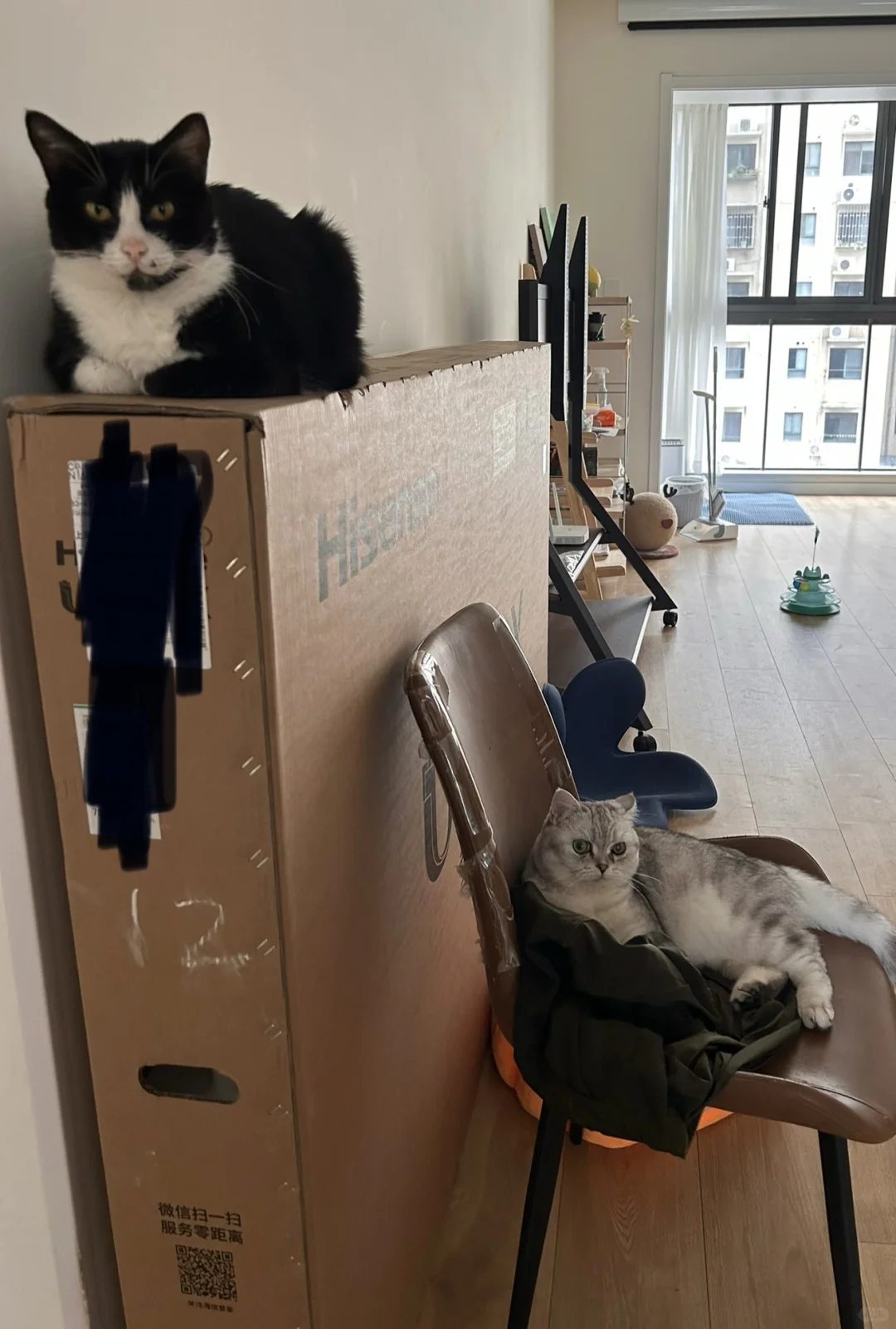 猫好喜欢电视机的包装盒