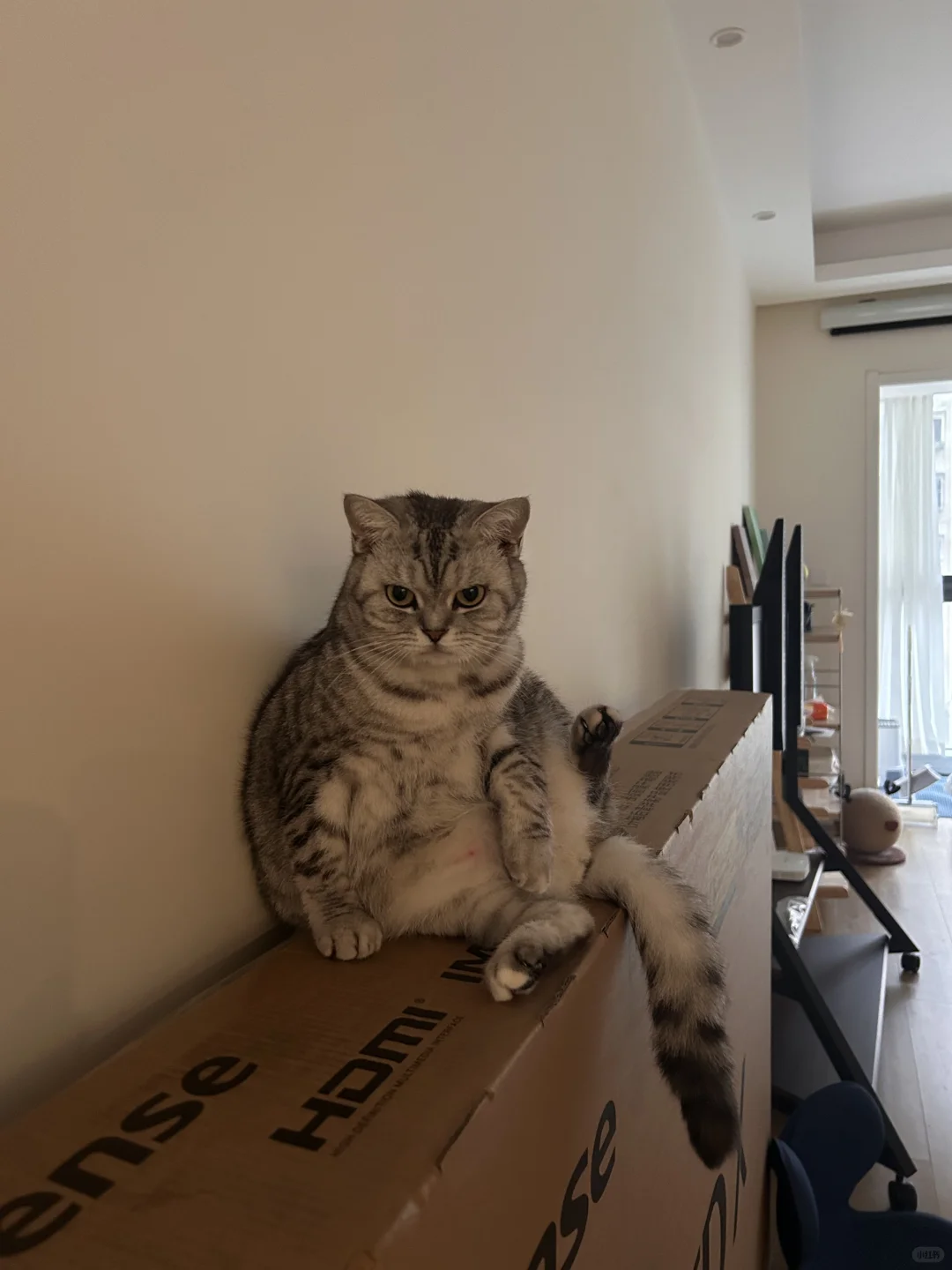 猫好喜欢电视机的包装盒