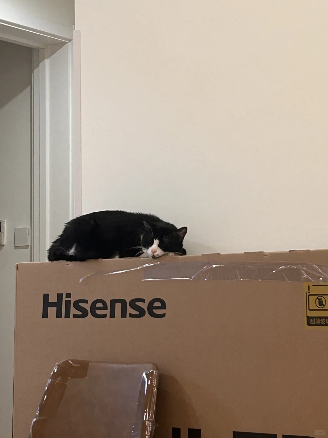 猫好喜欢电视机的包装盒