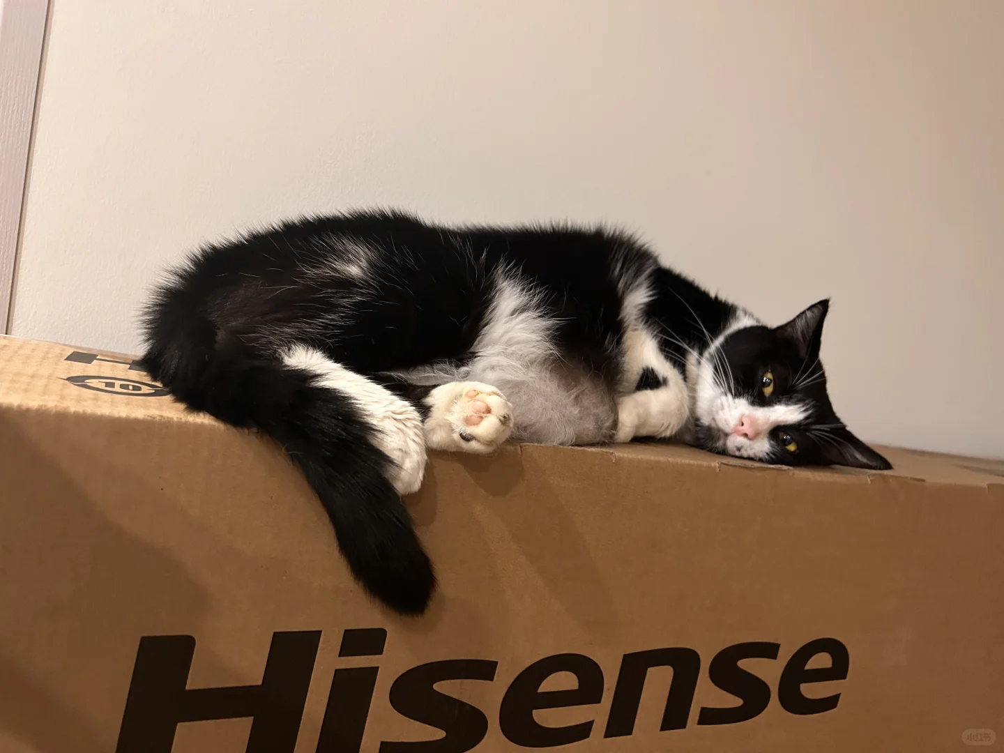 猫好喜欢电视机的包装盒