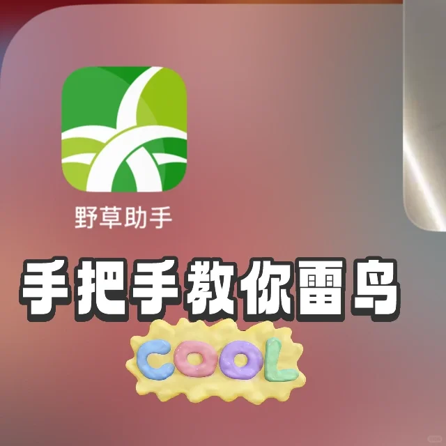 野草助手与雷鸟