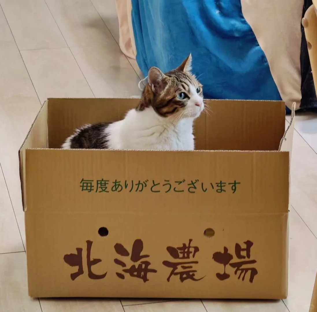 🇯🇵留子买菜必备app推荐