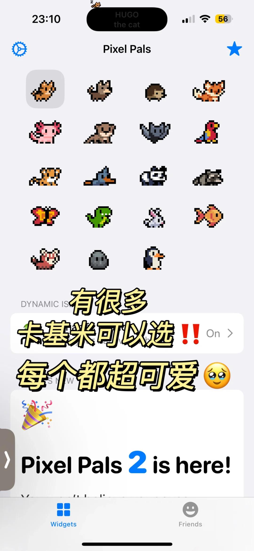 iPhone15灵动岛上养宠物啦😍