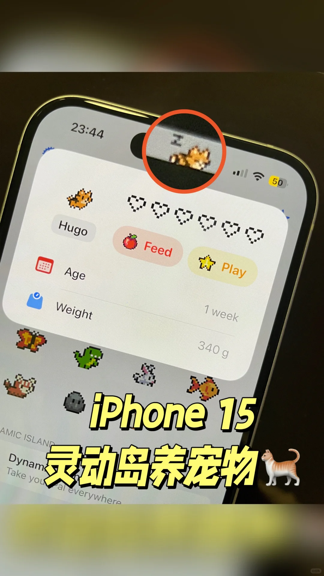 iPhone15灵动岛上养宠物啦😍