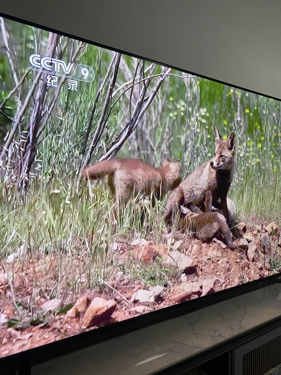 此电视📺你就放心去看吧