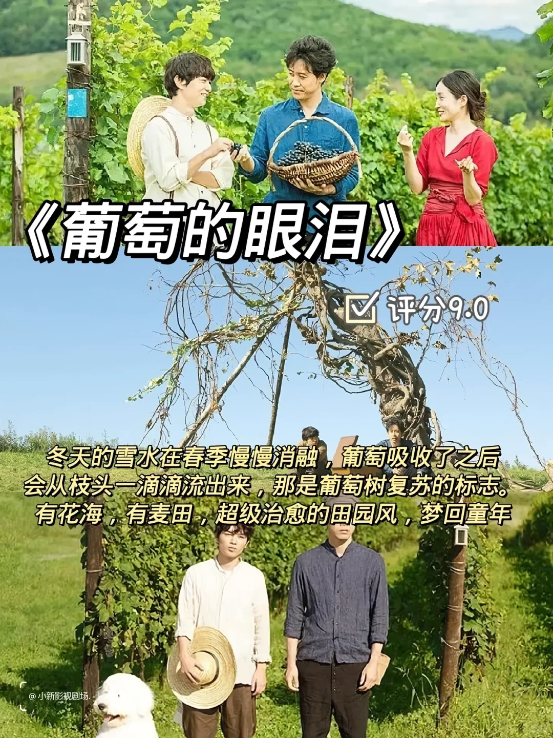 ✨💊精神内耗自救片单！这10部治愈到爆哭
