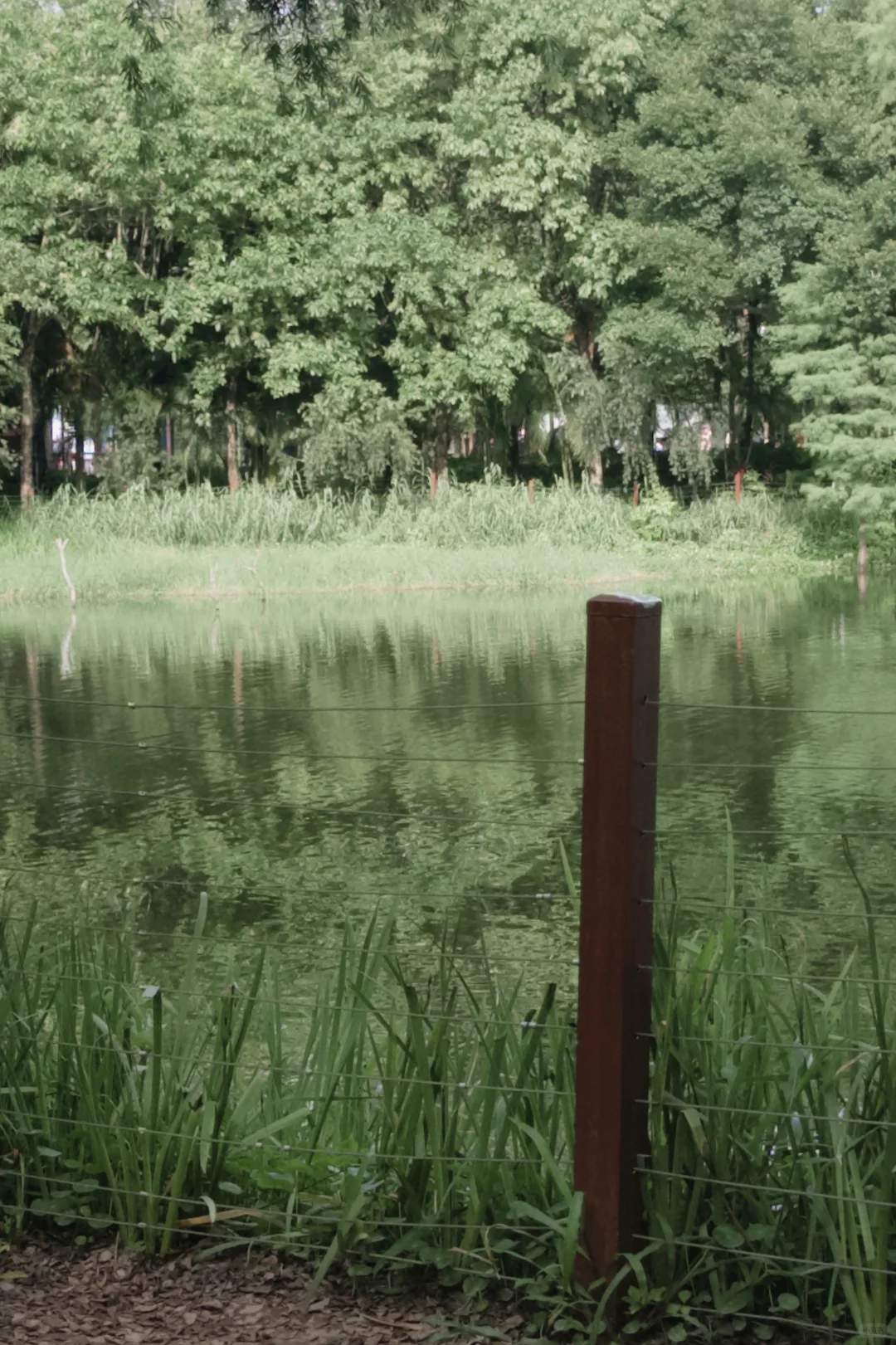 理光真的要被DAZZ取代了吗?