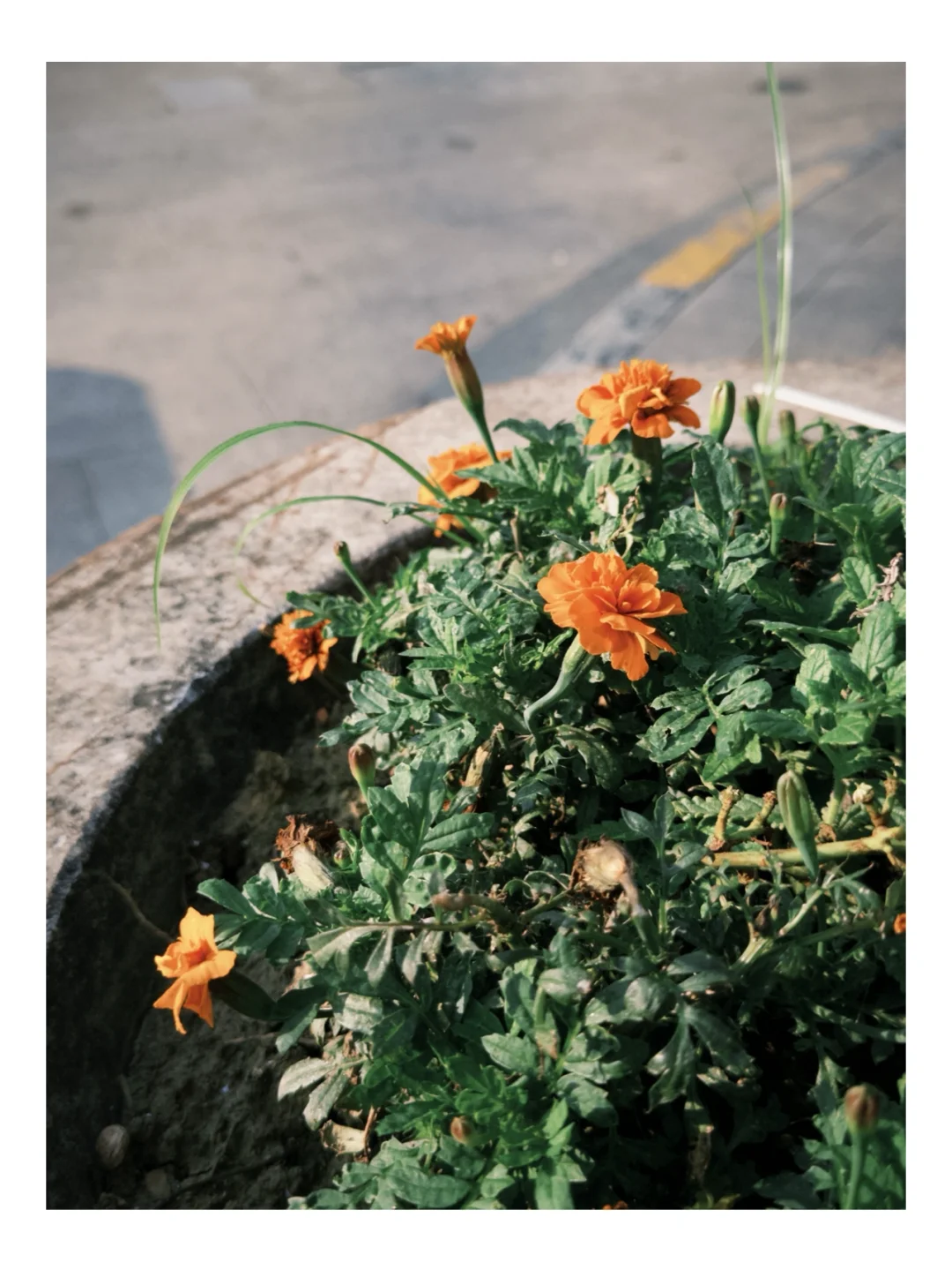 📷摄影博主的手机桌面分享｜上班路上也能拍