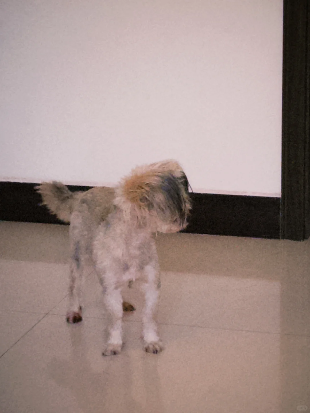 当我爱上Dazz相机📷