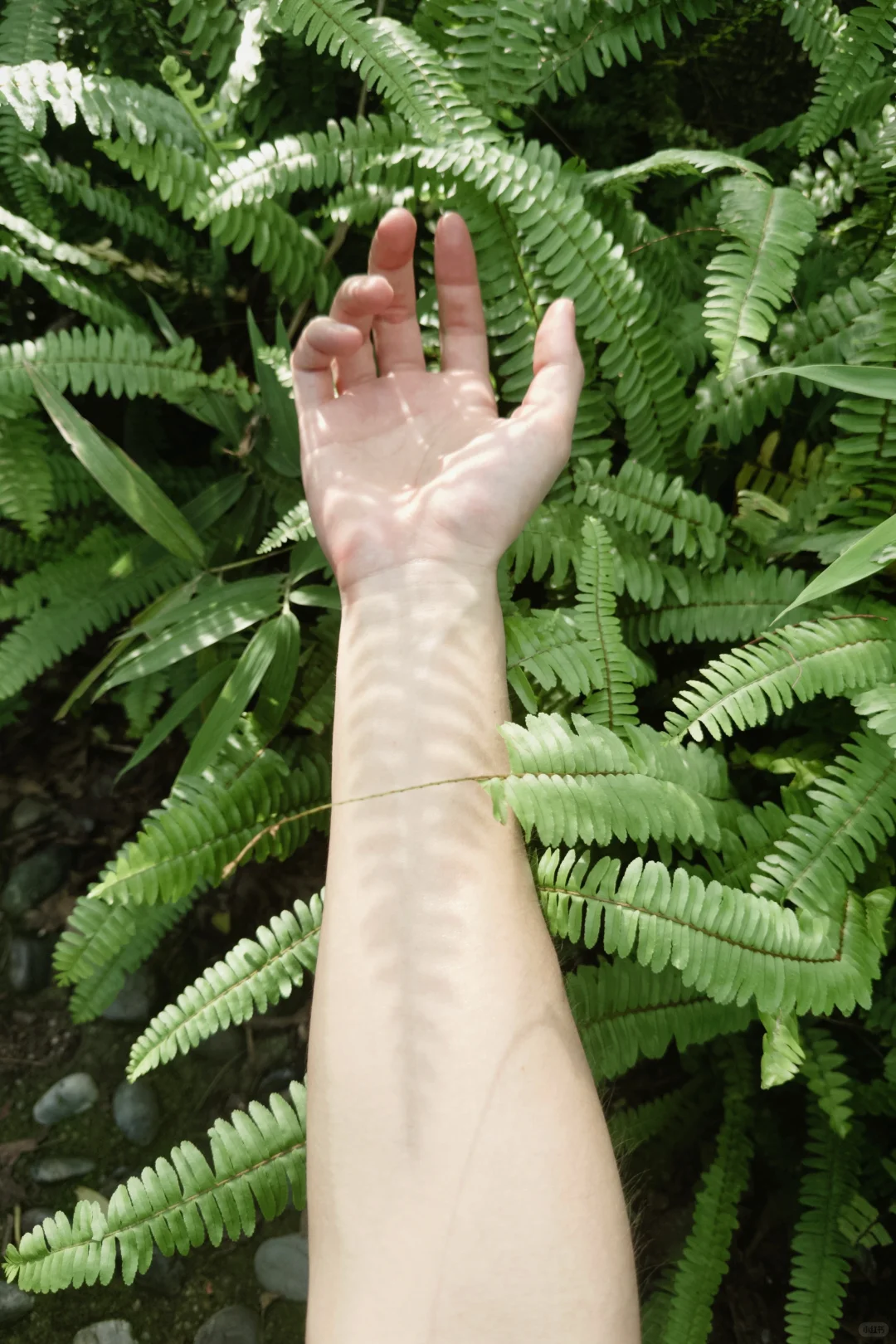 理光真的要被DAZZ取代了吗?