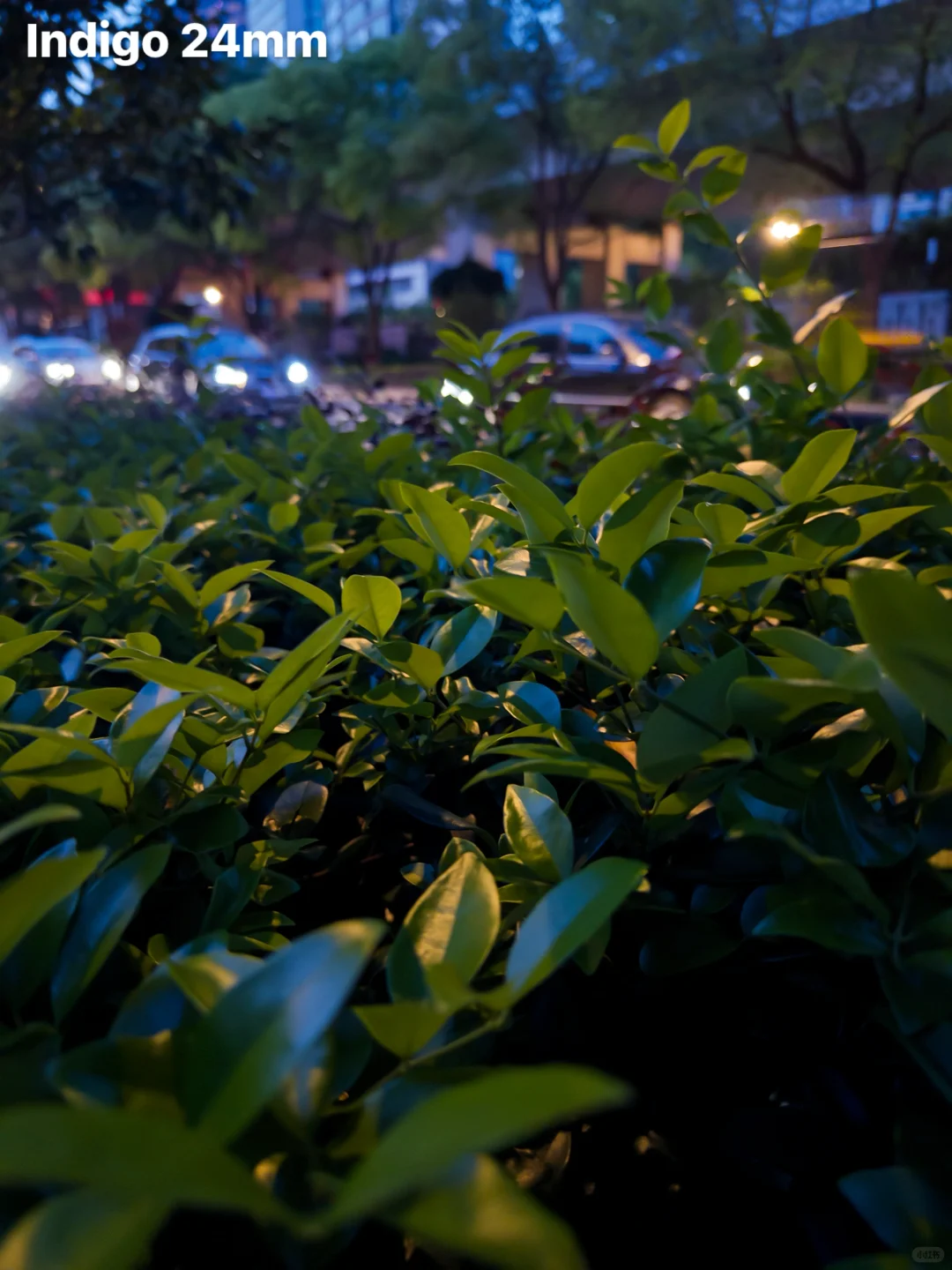 Indigo相机vs苹果原相机：消除锐化秒变CCD?