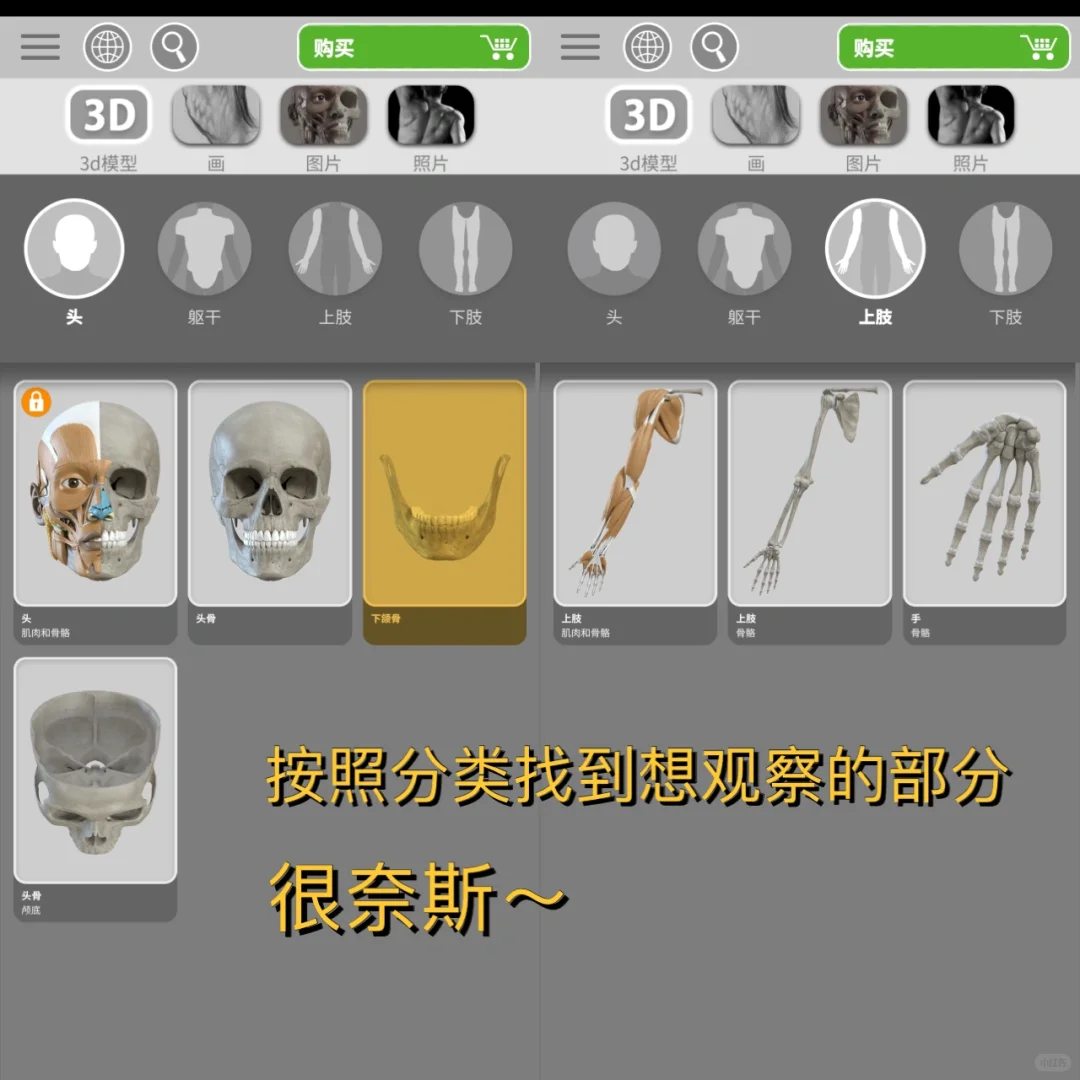 iOS也有放在手机里的3D解剖‼️艺术生也很🉑️
