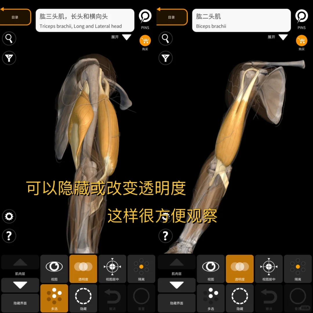 iOS也有放在手机里的3D解剖‼️艺术生也很🉑️