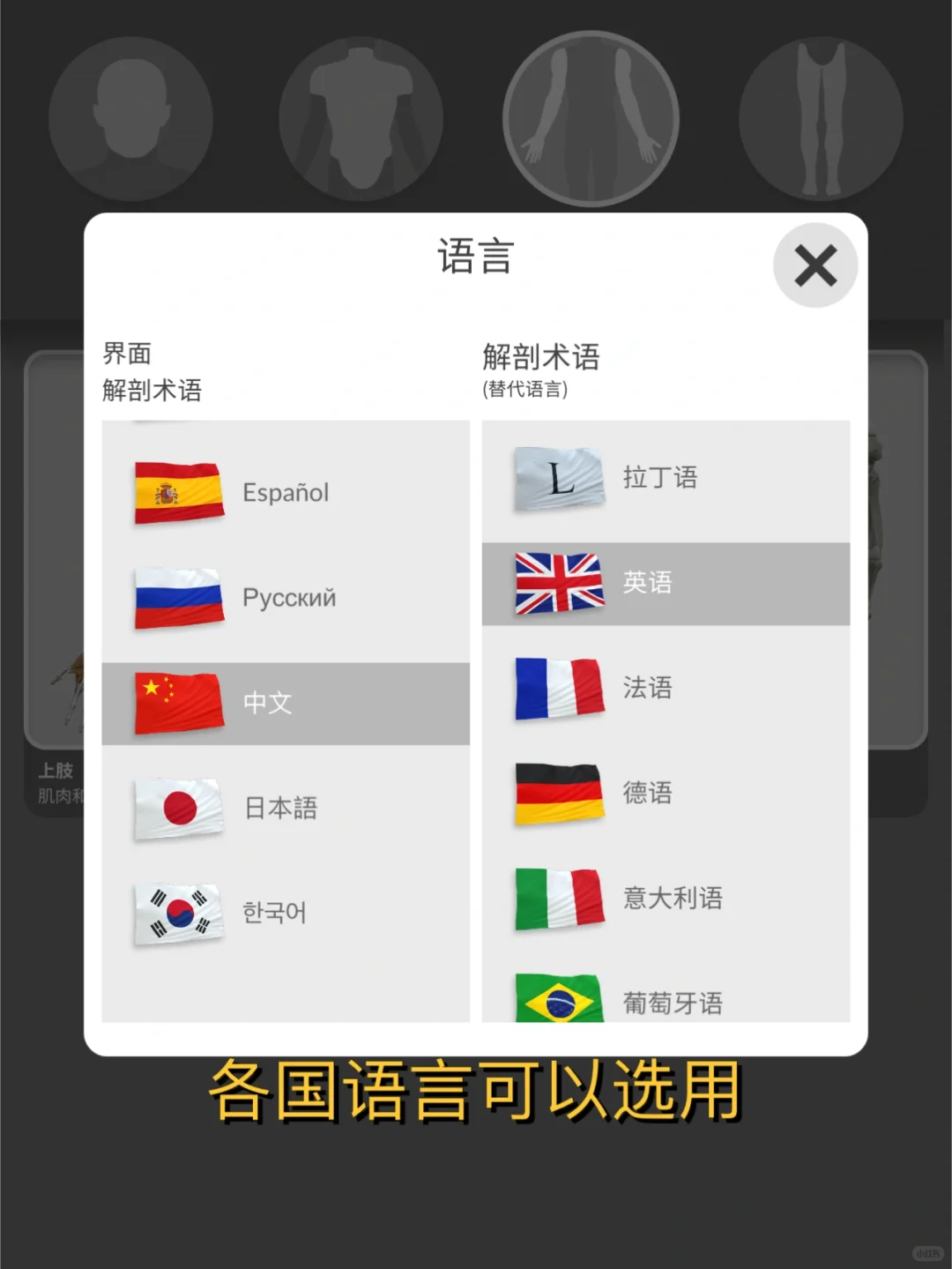 iOS也有放在手机里的3D解剖‼️艺术生也很🉑️