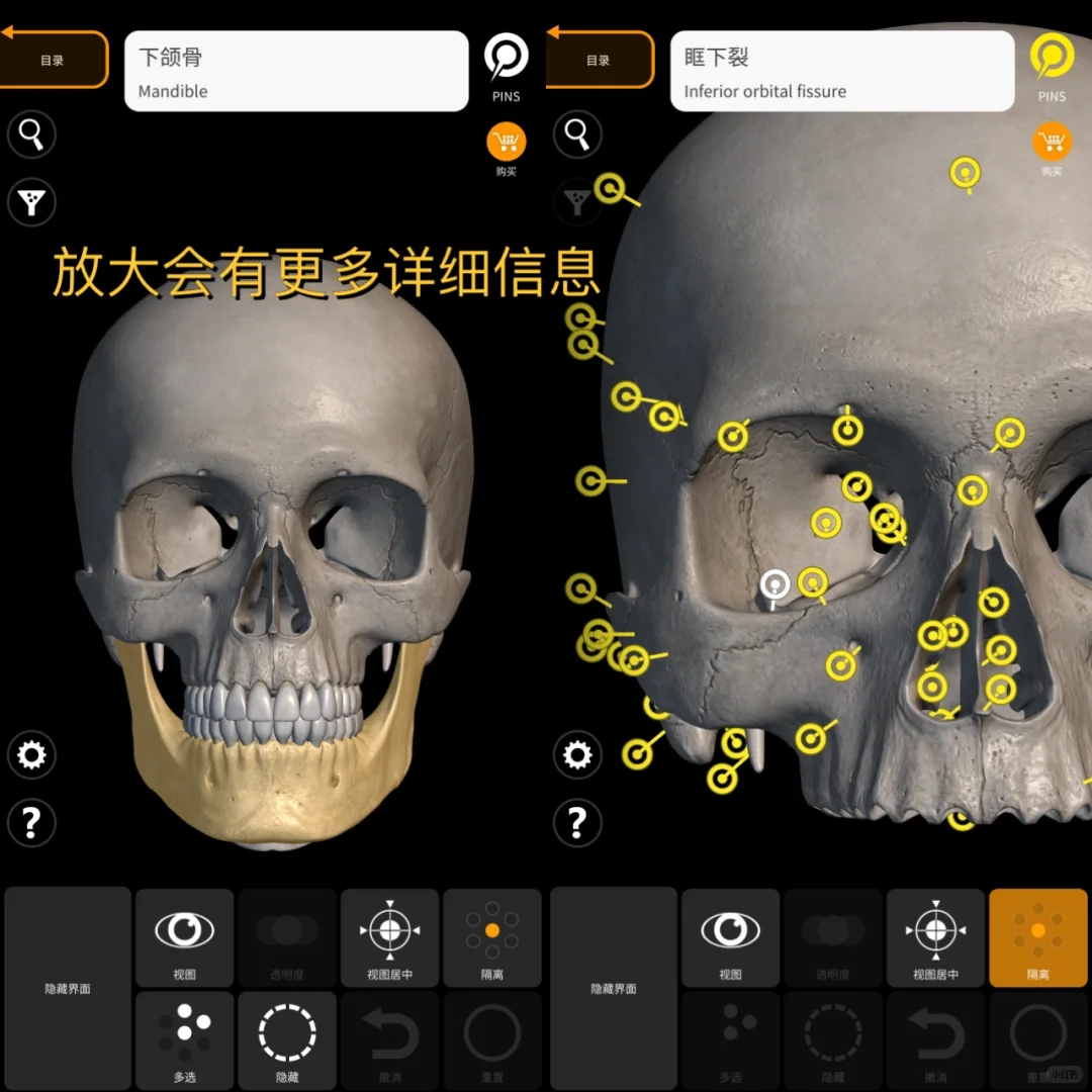 iOS也有放在手机里的3D解剖‼️艺术生也很🉑️