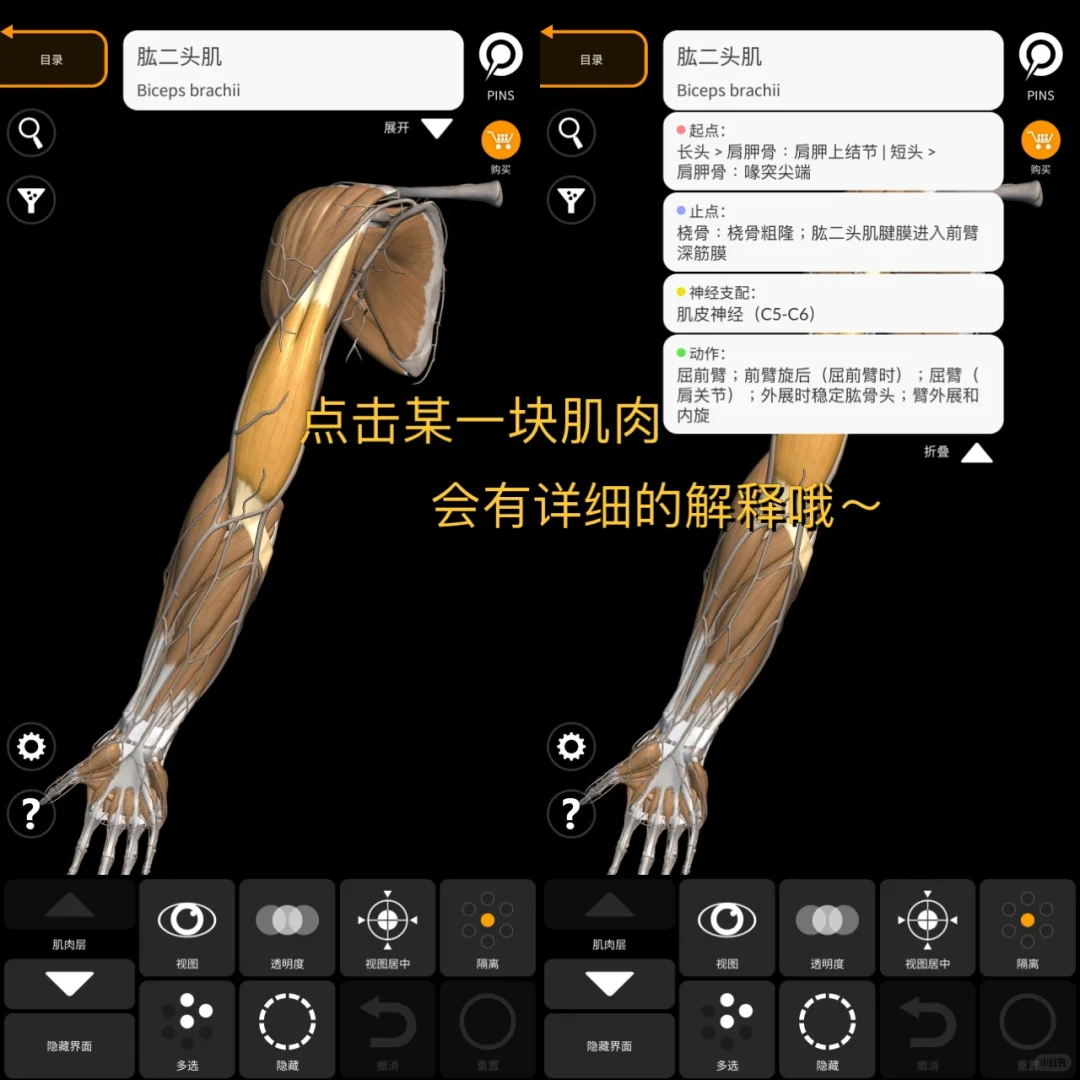 iOS也有放在手机里的3D解剖‼️艺术生也很🉑️