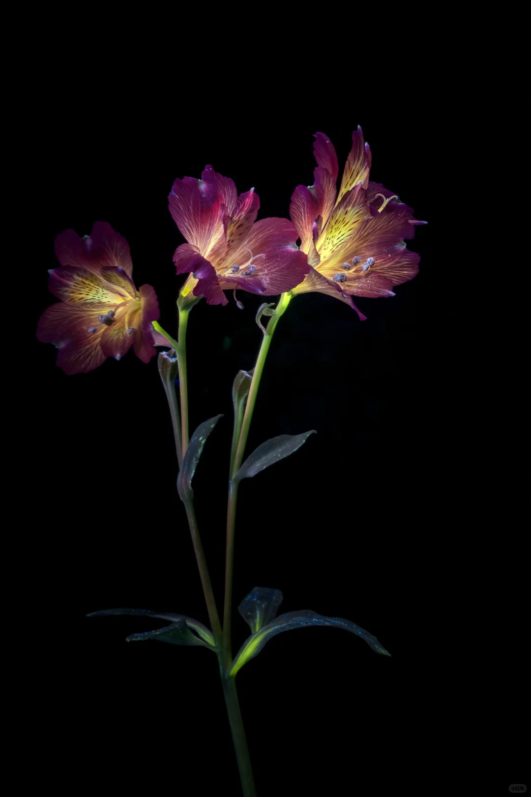 宇宙图像厂的新软件｜iPhone拍照重生？