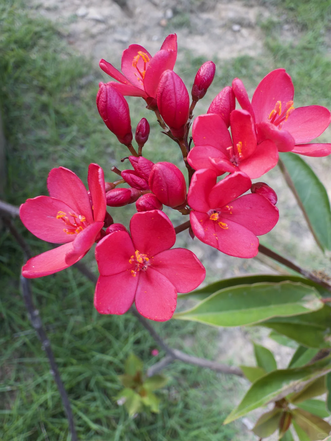 𝘼𝙙𝙤𝙗𝙚新出了手机拍照𝘼𝙋𝙋📱有被惊艳