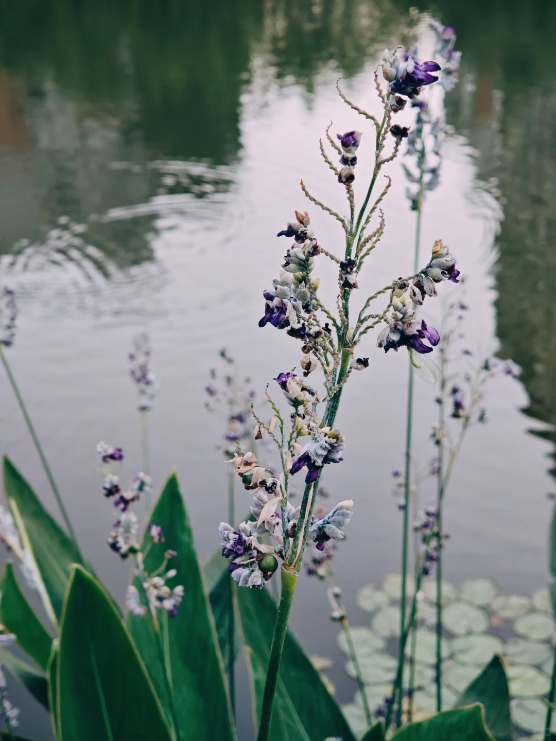 最近很满意的手机拍摄照片分享